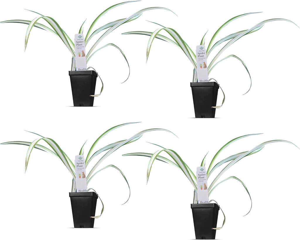 Healthy Spider Plant - Easy Care, Air-Purifying Houseplant (4 Spider Cups)