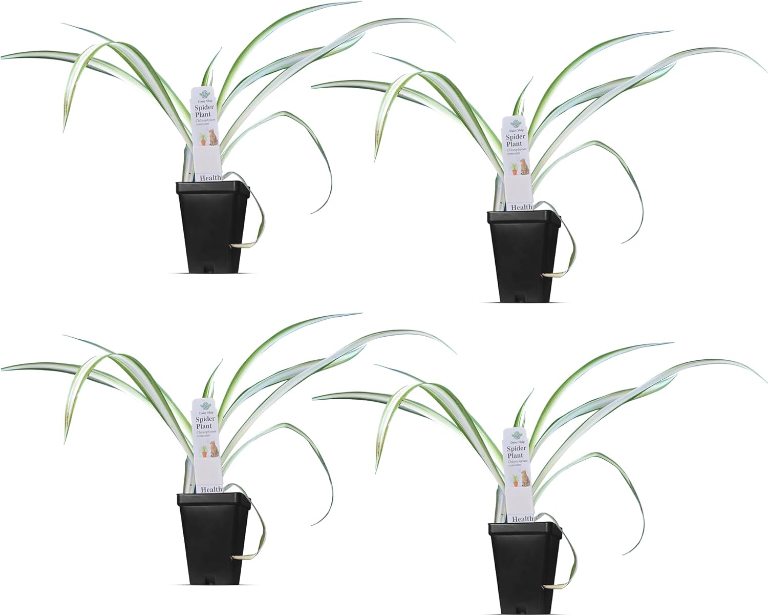 Healthy Spider Plant - Easy Care, Air-Purifying Houseplant (4 Spider Cups)