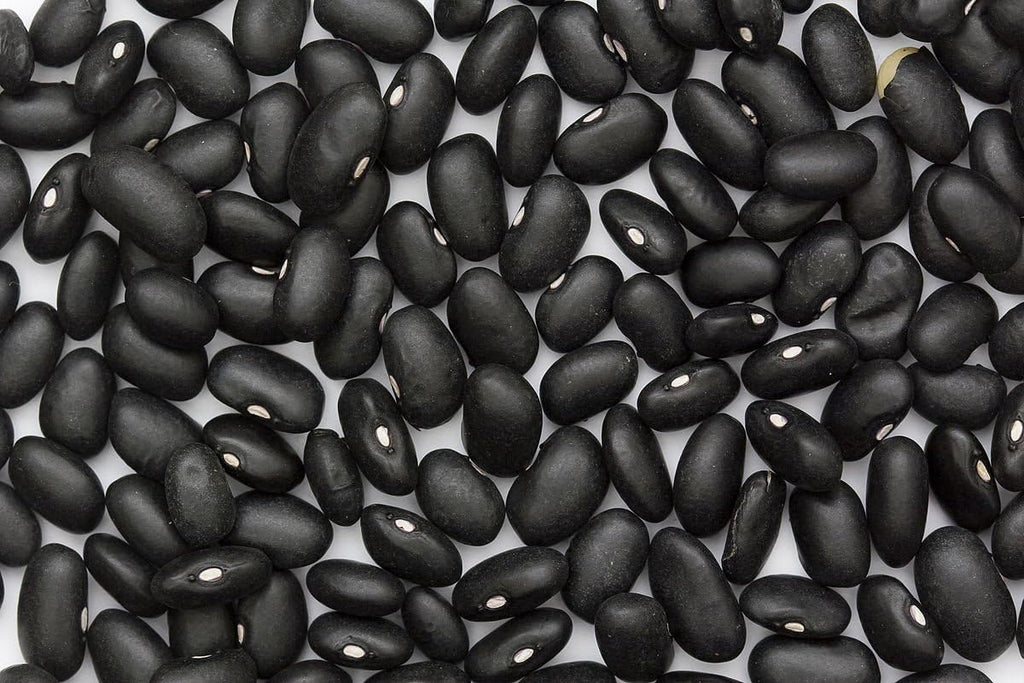 Black Turtle Seeds,25 Count Bean COOL BEANS N SPROUTS Brand. Home Gardening.