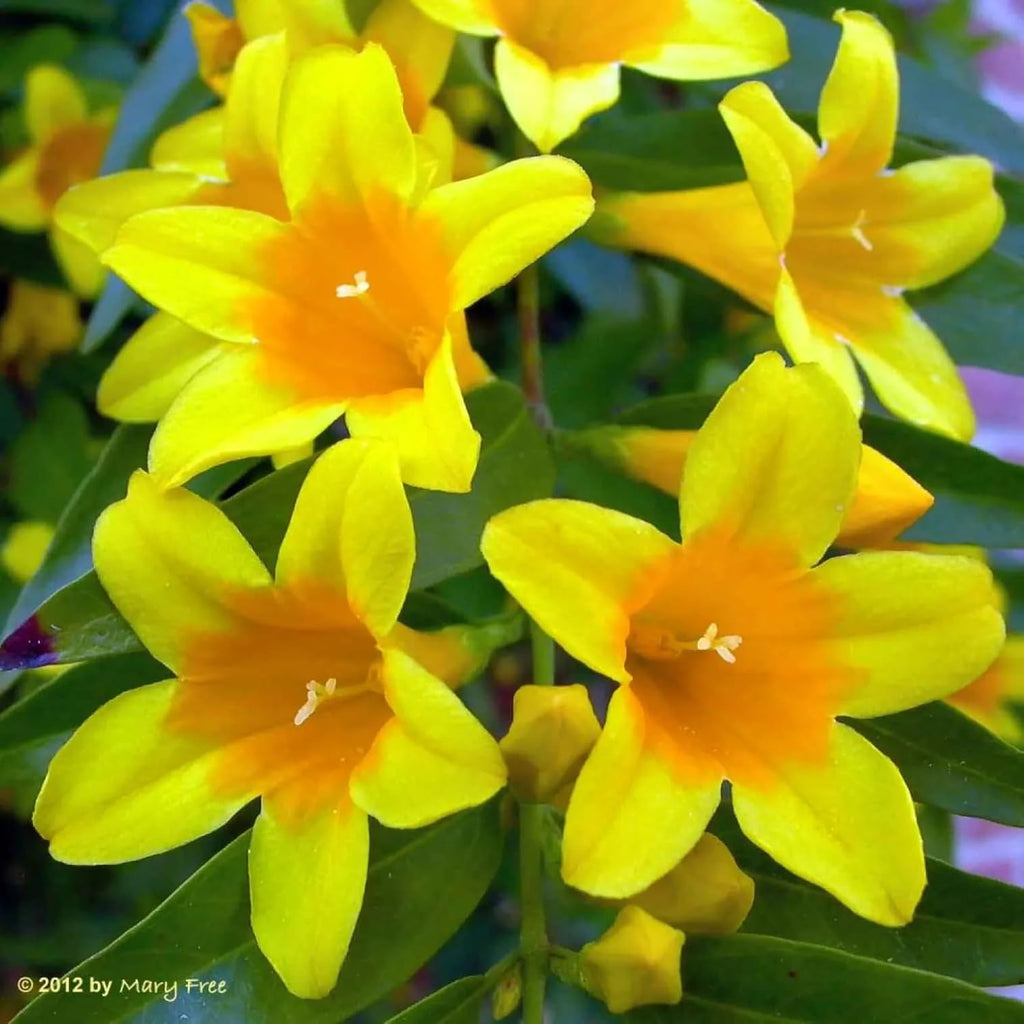 Carolina Jasmine Plant, Live Evergreen Vine, Fragrant Yellow Blooms, Fast Growing Climber for Trellis, Fences, or Arbors - Gelsemium sempervirens - 4 Cups