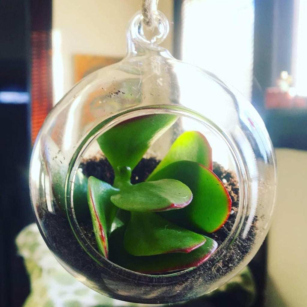 WGV Hanging Terrarium Globe, Width 3", Height 4", DIY Air Succulent Planter, Clear Glass Vase Orb with Flat Bottom, Candle Holder for Windowsill Outdoor Garden Decor, 1 Piece