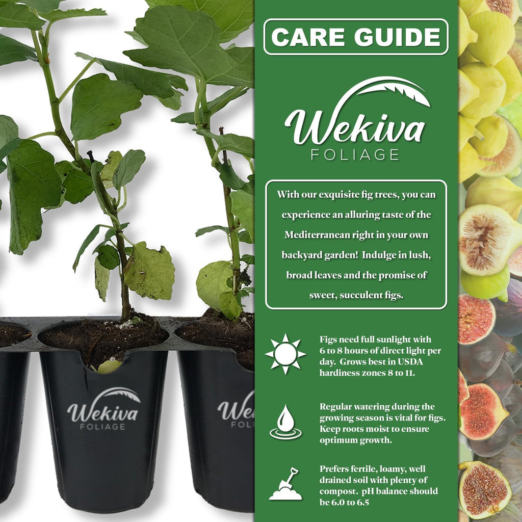 LSU Gold Fig Tree - 4 Live Starter Plants - Ficus Carica - Edible Fruit Tree for The Patio and Garden