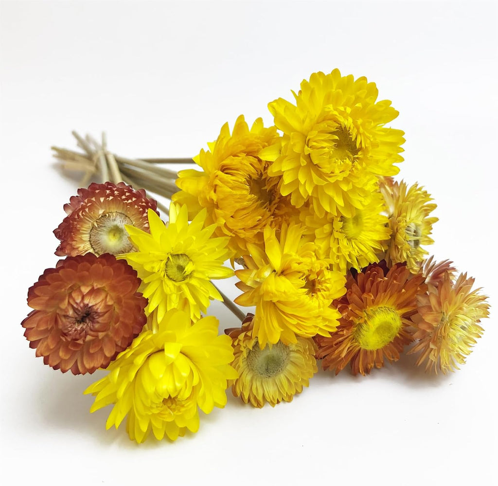 L'BREVOGA Dried Flower Bouquets,16 pcs 100% Natural Daisy Strawflower for Decoration Home Party - Yellow & Champagne