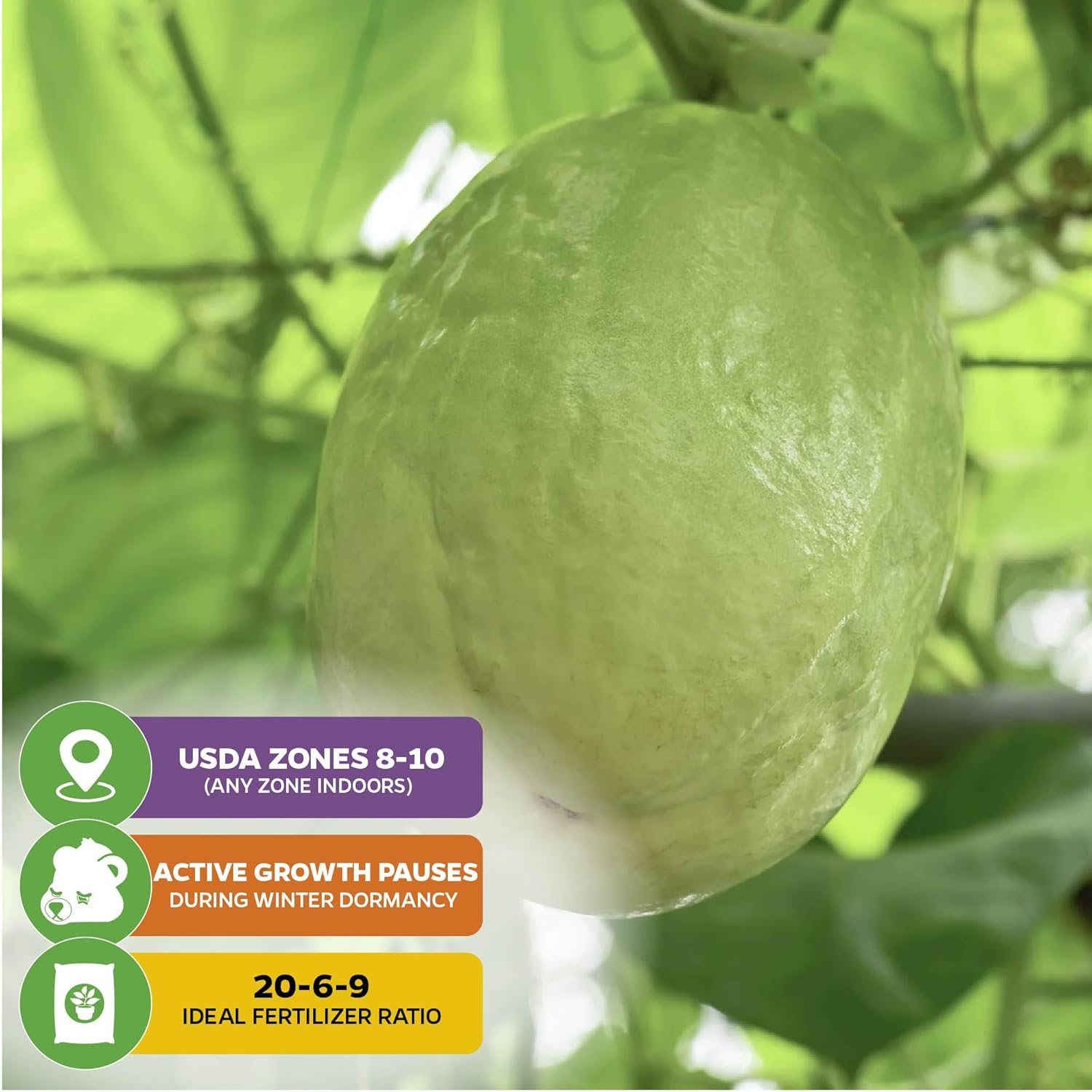 Granadilla Passion Fruit Vine Live Starter Plant - Passiflora quadrangularis by Wellspring Gardens - Climbing Vine with Aromatic Fruit & Stunning Flowers - Ideal for Outdoor & Garden Landscaping