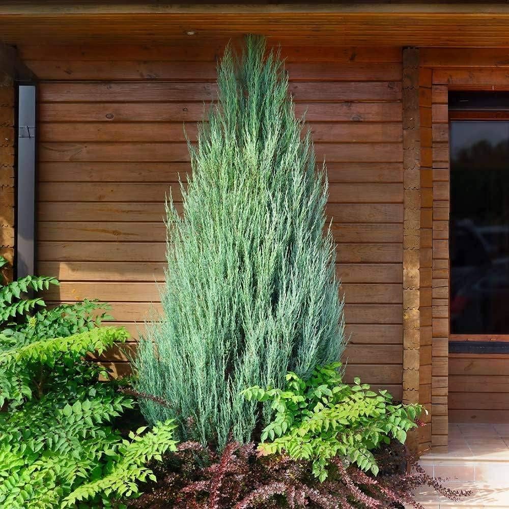 Skyrocket Juniper | 3 Large Gallon Size Plants | Juniperus Scopulorum | Evergreen Privacy Screen, Fast Growing Landscape Tree, Low Maintenance Garden, Ornamental Foliage, Drought Tolerant Plant