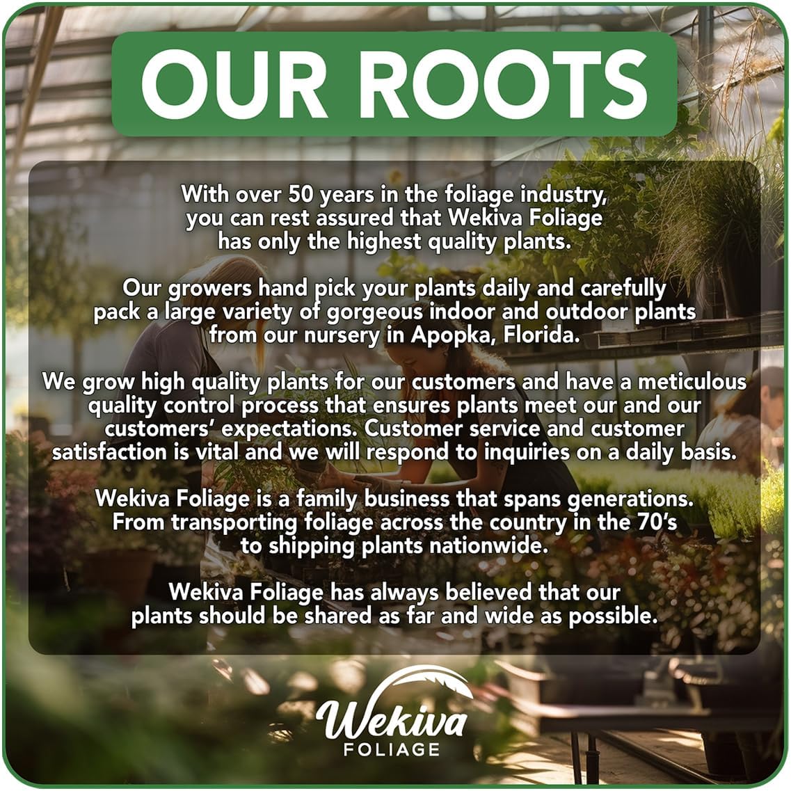 Vanilla Bean Plant - 4 Live Starter Plants - Vanilla Planifolia - Exotic Vining Orchid for Home and Tropical Garden