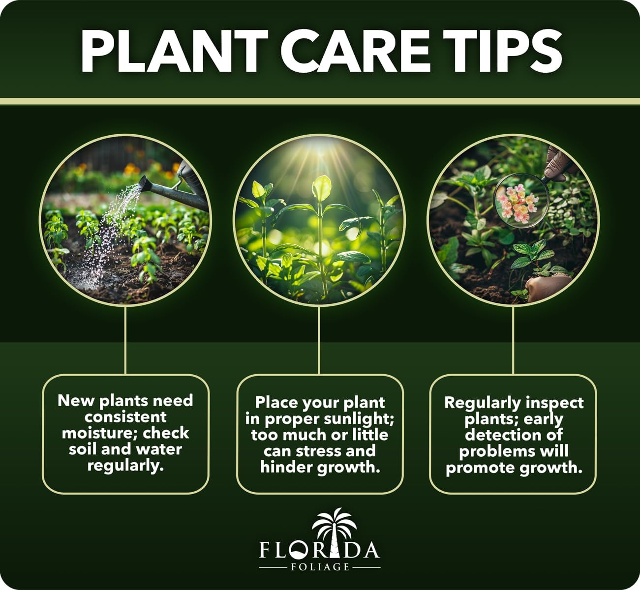 Creeping Fig Vine | 60 Live Plants | Ficus Pumila | Fast-Growing Ground Cover | Evergreen Climbing Vine for Walls & Trellises