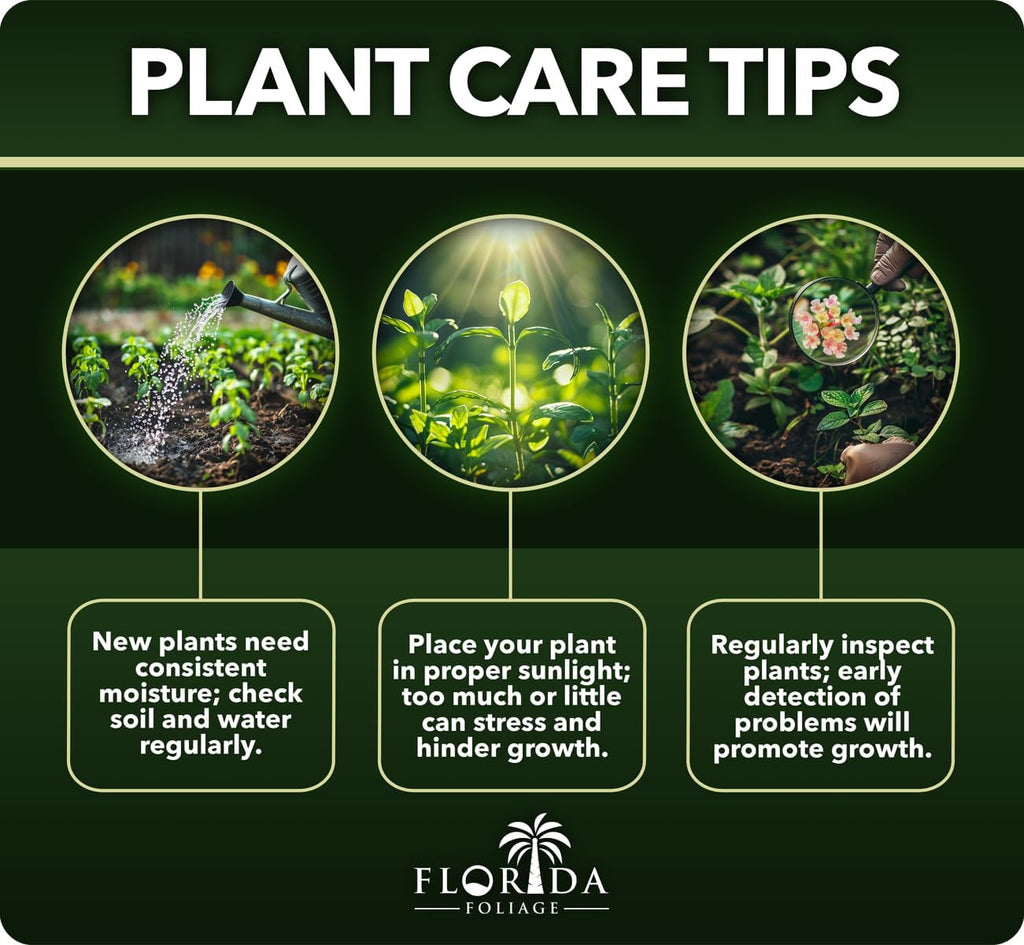 Pineapple Guava Plant - 5 Live 4 Inch Plants - Feijoa Sellowiana - Edible Flowers and Fruit