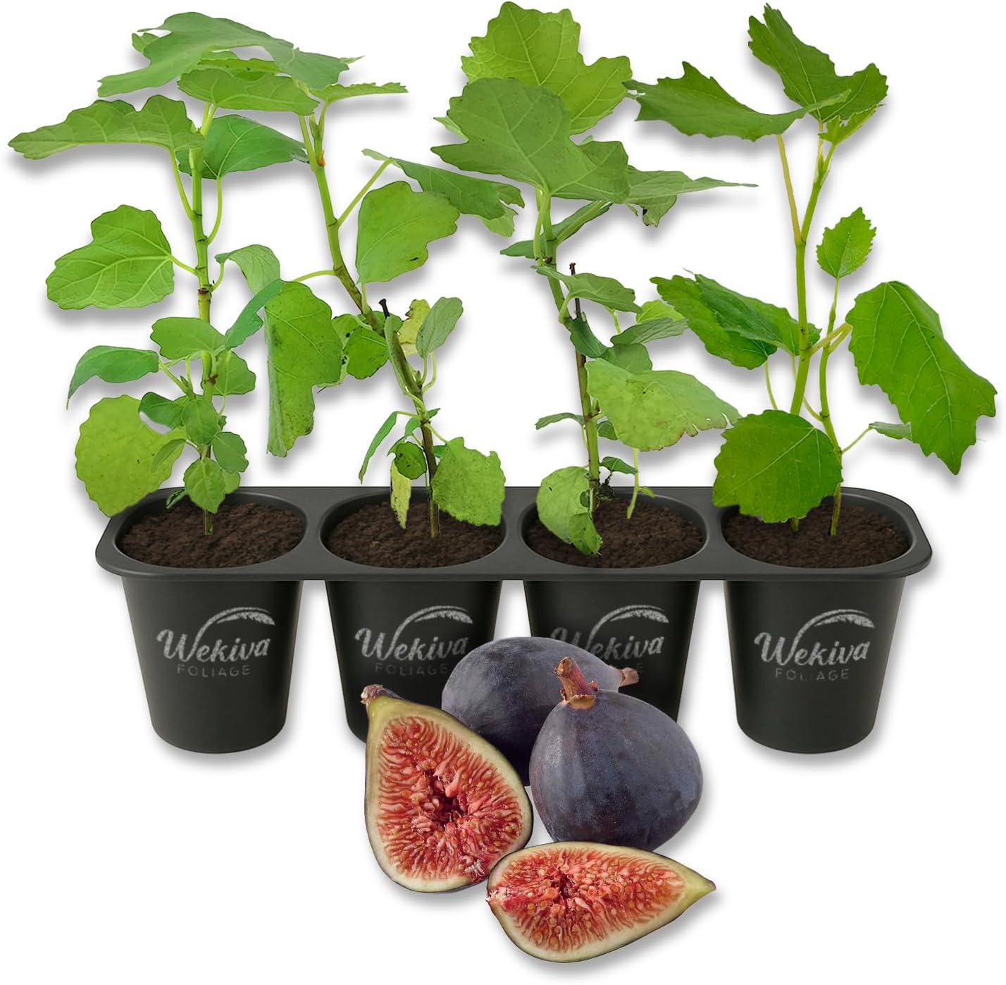 Black Mission Fig Tree - 4 Live Starter Plants - Ficus Carica - Edible Fruit Tree for The Patio and Garden