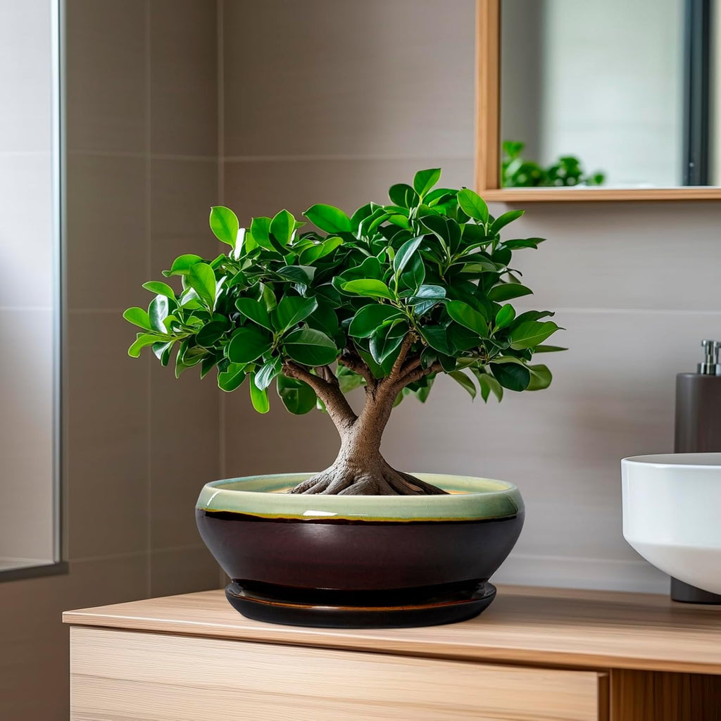 SQOWL Bonsai Pots 8 Inch - Ceramic Succulent Planters with Drainage Hole and Tray, Round Shallow Planter for Indoor Plants, Ceramic Planter Bowl Outdoor, Living Room Decor, Garden Gift, Green-Brown