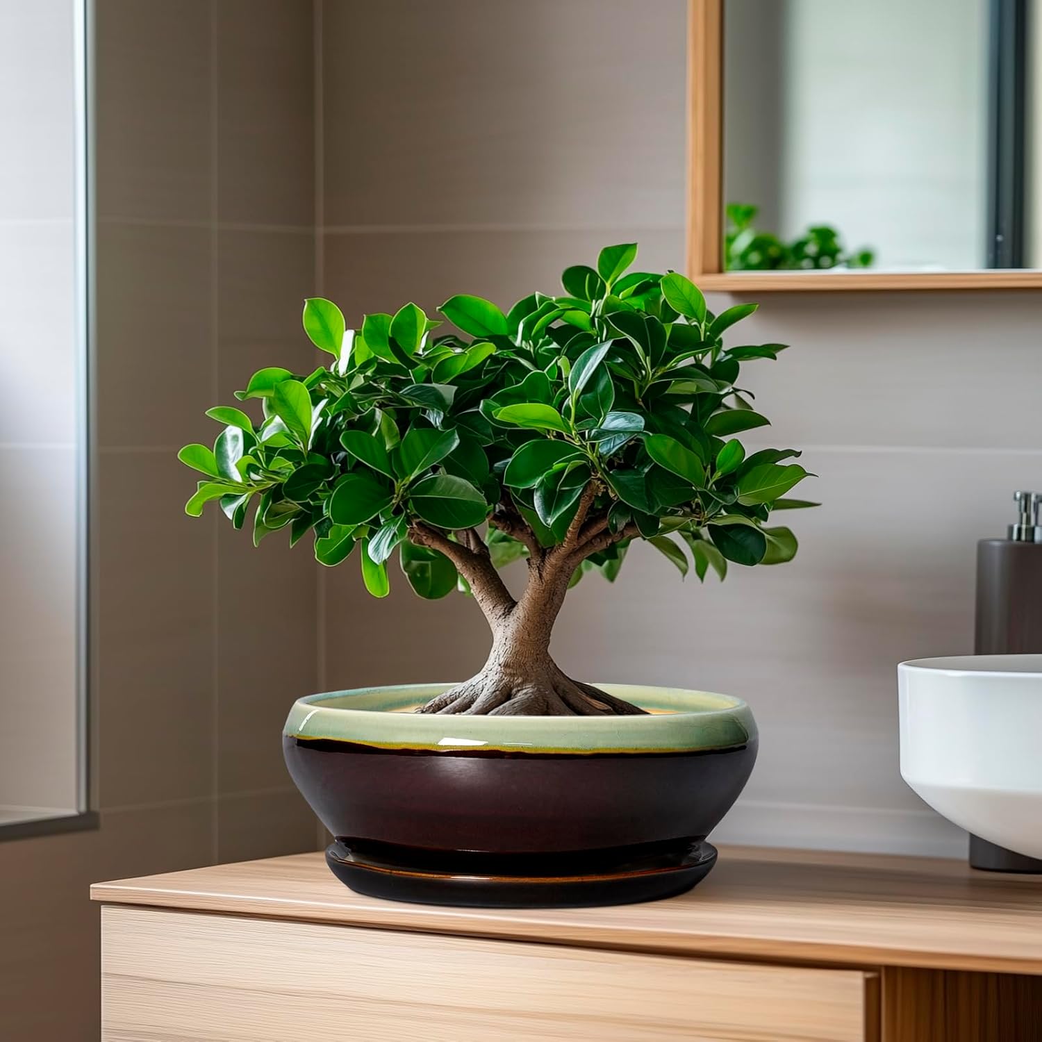 SQOWL Bonsai Pots 8 Inch - Ceramic Succulent Planters with Drainage Hole and Tray, Round Shallow Planter for Indoor Plants, Ceramic Planter Bowl Outdoor, Living Room Decor, Garden Gift, Green-Brown