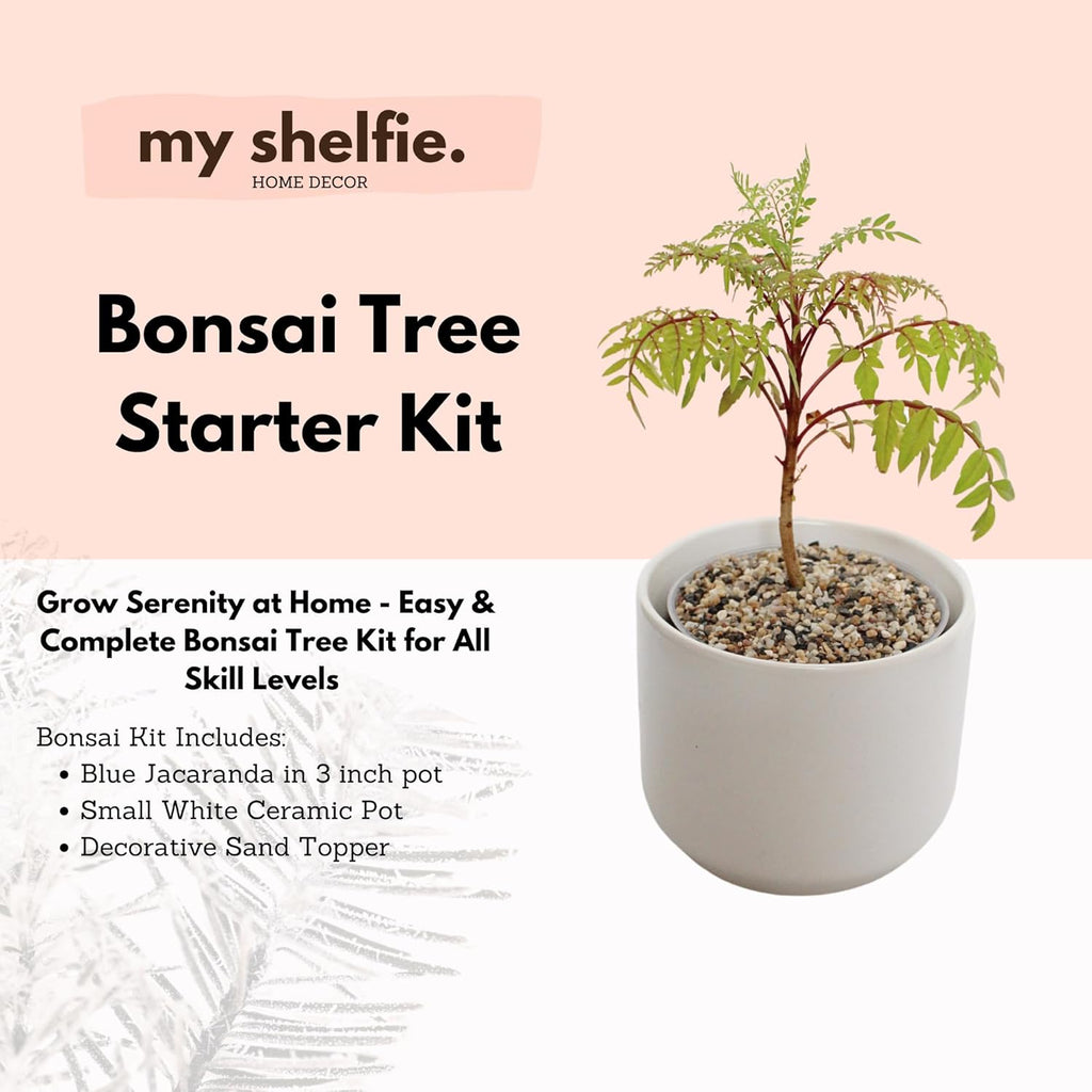 My Shelfie Bonsai Tree Blue Jacaranda Starter Kit, 3 Inch Pot, White Ceramic Planter with Sand Topper