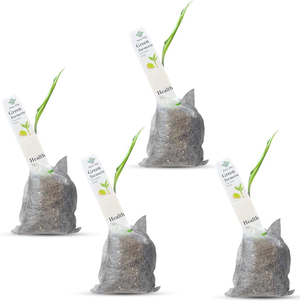 Green Turmeric Live Plant - (Curcuma aeruginosa) - Rare Medicinal Herb, Vibrant Pink Flowers, Ideal for Tropical Gardens (4 Green Turmeric Bags)