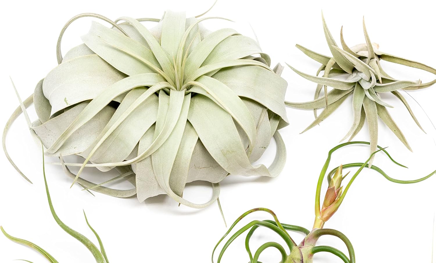 10 Pack of Large Tillandsia Air Plants - Xerographica, Juncea, Bulbosa, Caput Medusae & Harrisii- Live Succulent House Plants Availabe in Wholesale and Bulk - Easy Care Indoor and Outdoor Plant