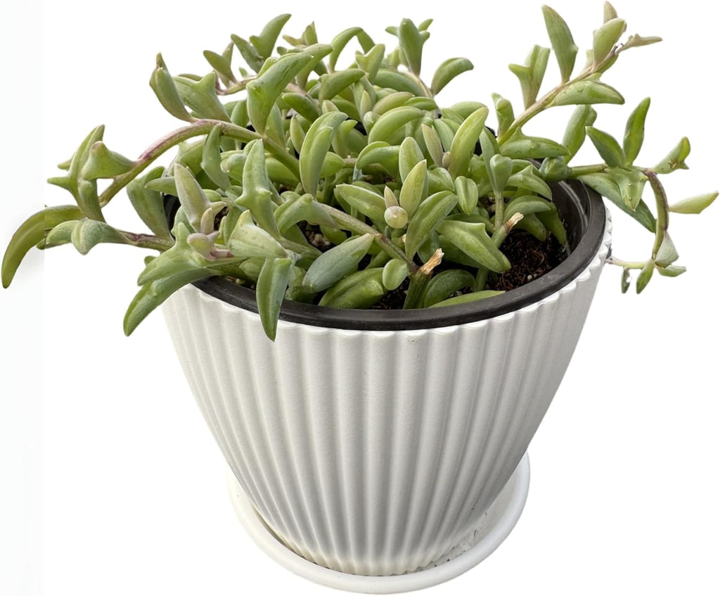 String of Dolphins with White Stripe 4" Pot, Live Succulent Plant Fully Rooted in Pots with Soil, Rare House Plant for Home Office Wedding Decoration DIY Projects Party