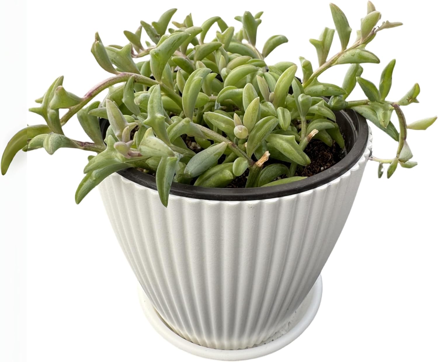 String of Dolphins with White Stripe 4" Pot, Live Succulent Plant Fully Rooted in Pots with Soil, Rare House Plant for Home Office Wedding Decoration DIY Projects Party
