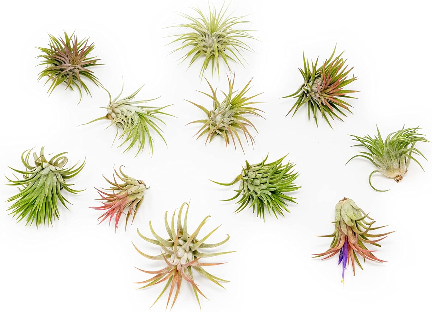 12 Pack Air Plants Ionantha Mexican-Colors and Shape Varies Due to Seasonality-Live Tillandsia Succulent for House Air Plants Holder-Available in Wholesale and Bulk-Easy Care Indoor and Outdoor Plants