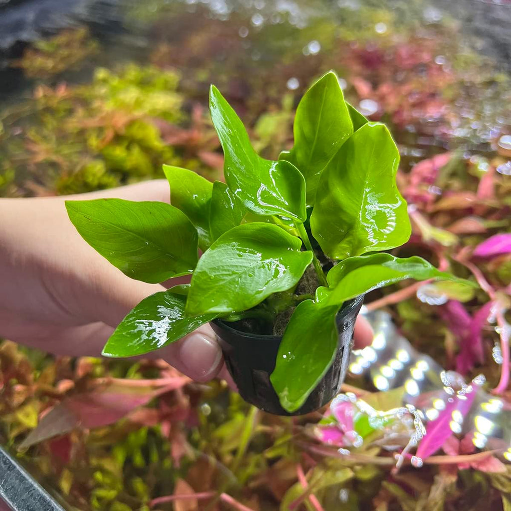 Anubias Live Aquarium Plants - Potted Freshwater Plant for Fish Tanks, Terrariums - Beginner Friendly Low Light (Nana Golden, 5 Pots)
