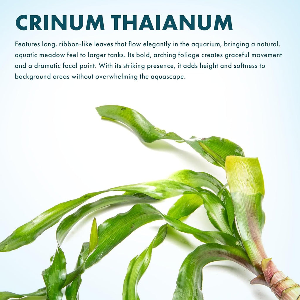 Live Plants - Thai Onion Plant (Crinum thaianum) - Medium Light, Green Accent Freshwater Aquatic Plant, Midground to Background Placement for Aquascaping - Bulb Growth - Bulb - 1 Pack