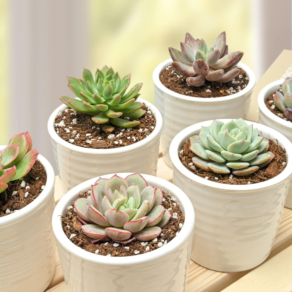 Succulent Plants (6 Pack), Live Succulents Fully Rooted in 2" Pots with Soil, Unique Potted House Plants for DIY, Home Decor, Wedding Party Favor Gift, Easy to Grow (Common Varieties)