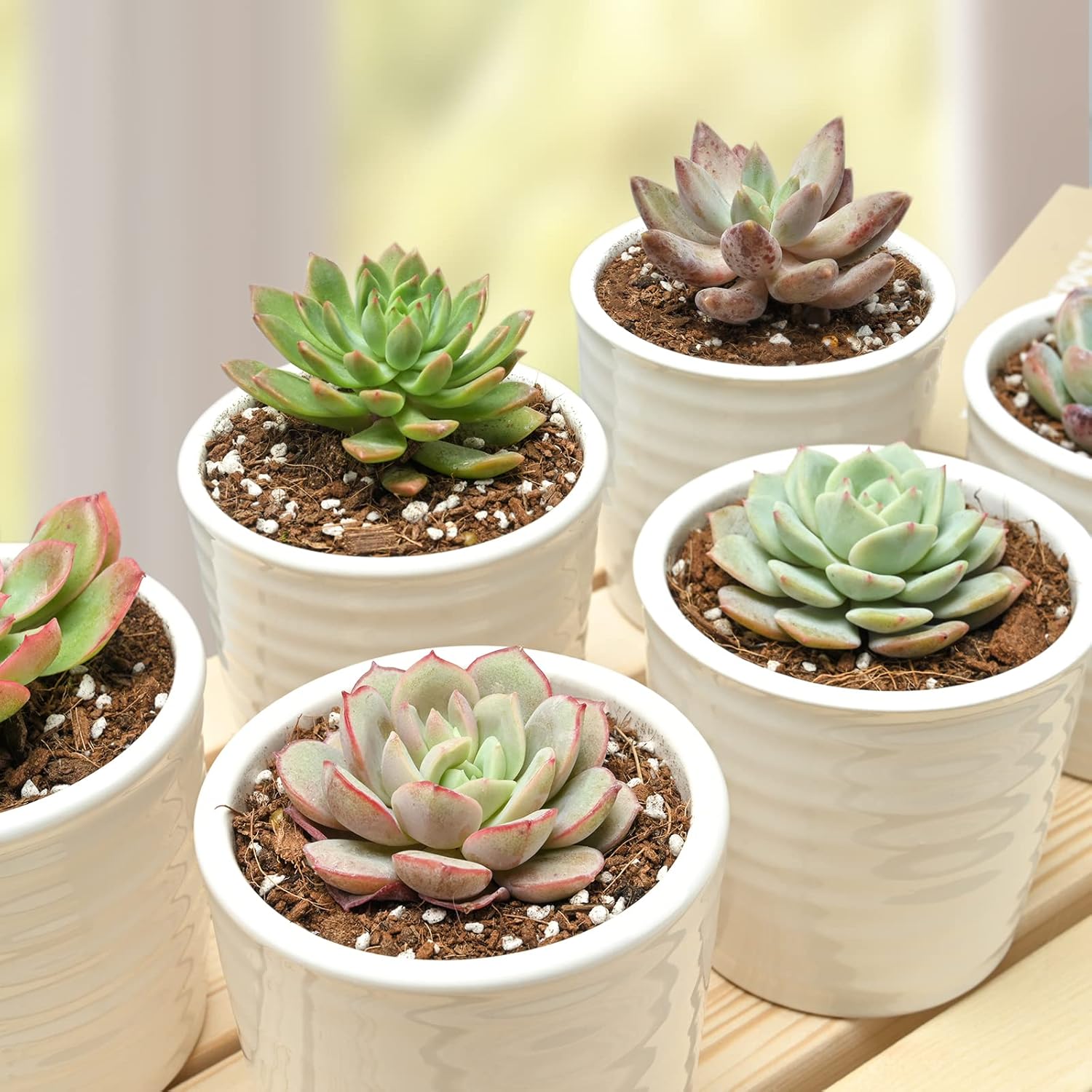 Succulent Plants (6 Pack), Live Succulents Fully Rooted in 2" Pots with Soil, Unique Potted House Plants for DIY, Home Decor, Wedding Party Favor Gift, Easy to Grow (Common Varieties)
