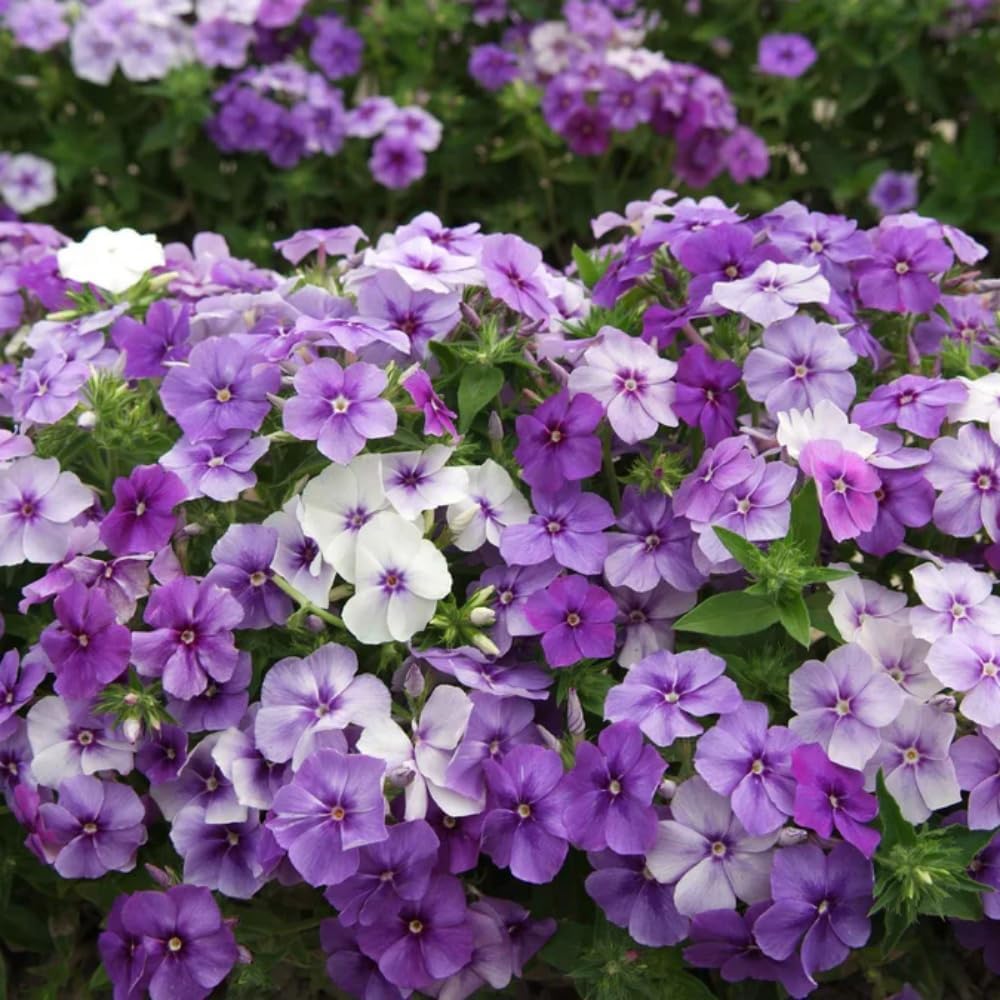 1000+ Phlox Seeds for Planting - Phlox Popstars Seeds Perennial Ground Cover Plants- Annual Flower for Home Garden