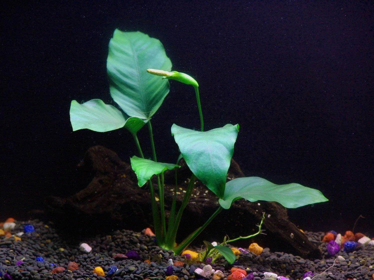 Rooted Live Aquarium Plant Bundle - 6 Easy Species | Snail Free Guaranteed