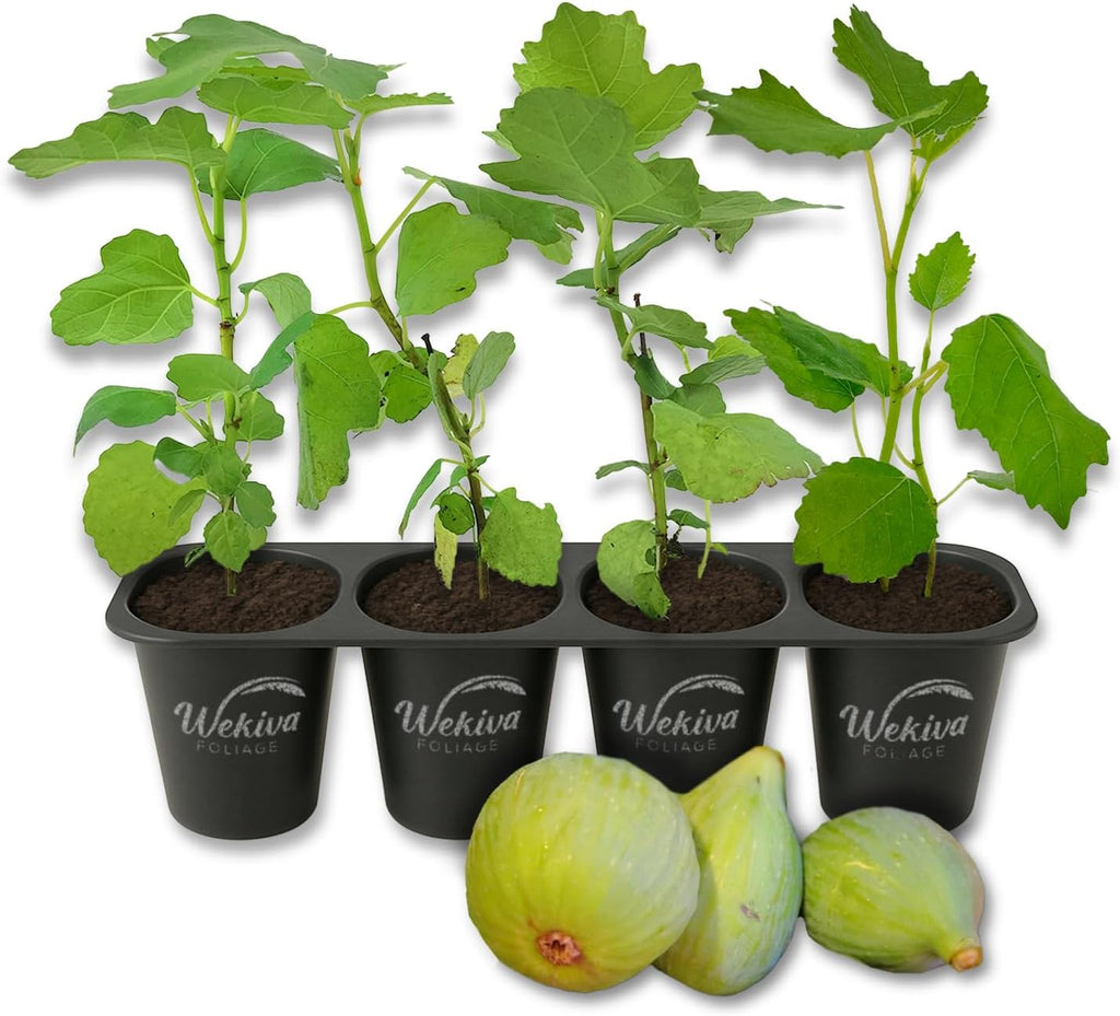 Fignomenal Fig Tree - 4 Live Starter Plants - Ficus Carica - Edible Fruit Tree for The Patio and Garden