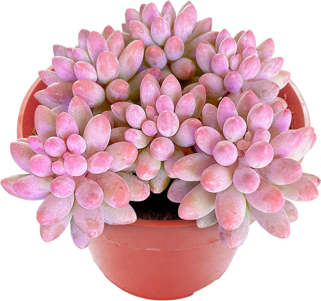 Sprout N Green Pachyphytum 'Machucae' Baby Finger, 1 Live Mini Succulent Plant Fully Rooted in 4" Pot, Real House Plant for Indoor Outdoor Home Office Wedding Decoration Party Favor