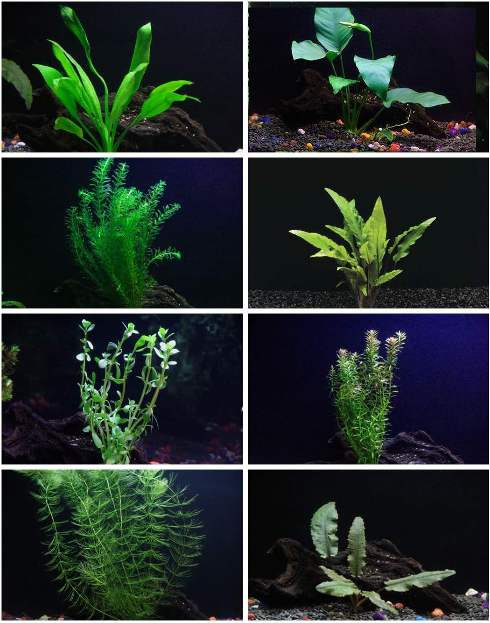 30+ Stems - 8 Species - - Anacharis, Amazon, Rotala, Ludwigia and More!