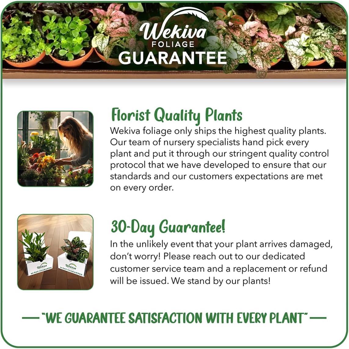 Fignomenal Fig Tree - 4 Live Starter Plants - Ficus Carica - Edible Fruit Tree for The Patio and Garden