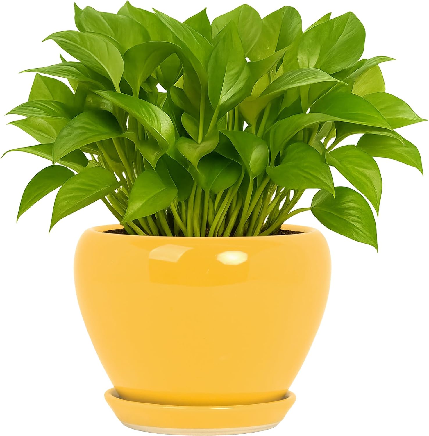 Deep Dream 6 Inch Plant Pots- Ceramic Planter Pot with Drainage Hole and Saucer, Round Flower Pot for Indoor Outdoor Succulent, Snake Plants and Cactus, Yellow