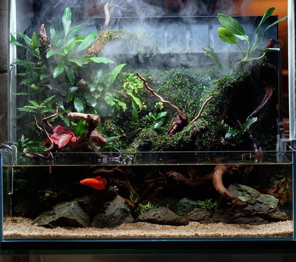 Anubias Live Aquarium Plants - Potted Freshwater Plant for Fish Tanks, Terrariums - Beginner Friendly Low Light (Congensis, 1 Pot)