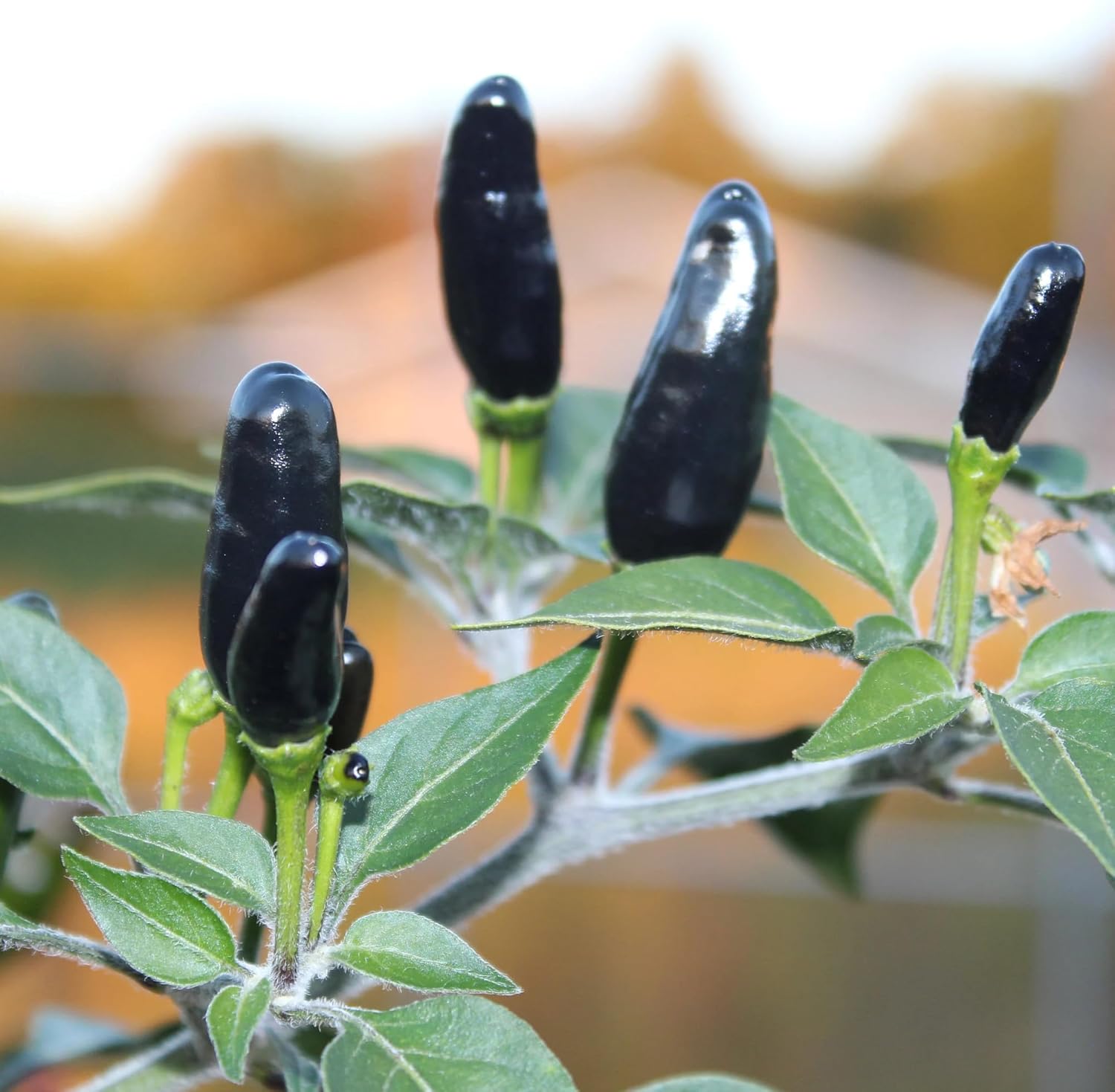 Premium Black Cobra Pepper (Capsicum Annuum) - Rare & Exotic Hot Chili Pepper, Perfect for Home Gardening and Gourmet Cooking (4 bkcbr pep Bags)