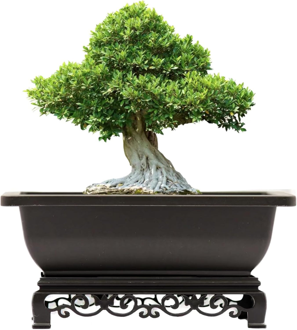 Bonsai Pots 7.5 Inch Antique Brown Bonsai Training Pots with Elegant Stand 2-Pack with Mesh Drainage Luxurious Indoor Recycled Plastic Planters