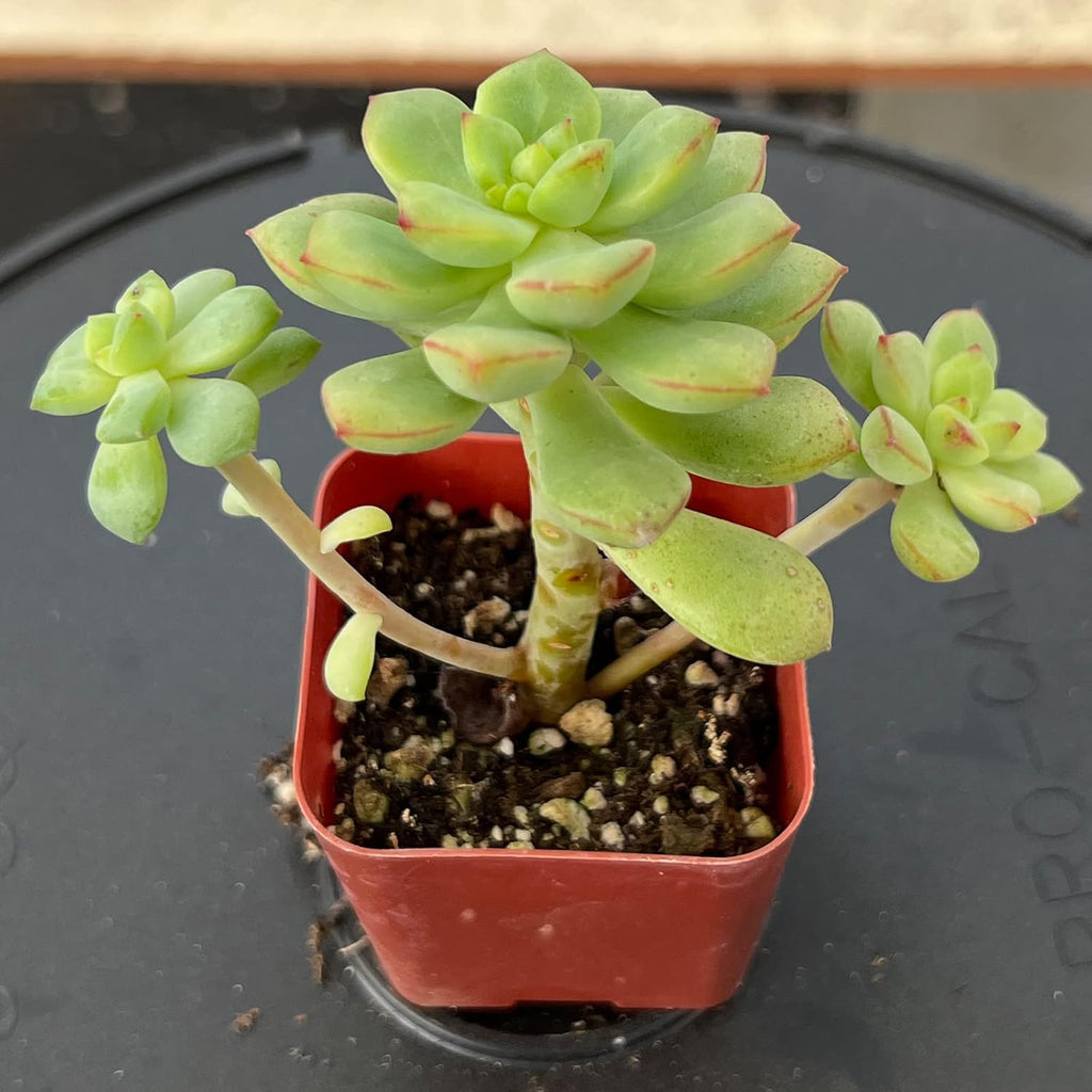 Sprout N Green Echeveria Tango, Rare Live Succulent Fully Rooted in 2 inch Starter Pot with Soil Mix, House Plant for Indoor Outdoor Home Office Wedding Decoration Party Favor