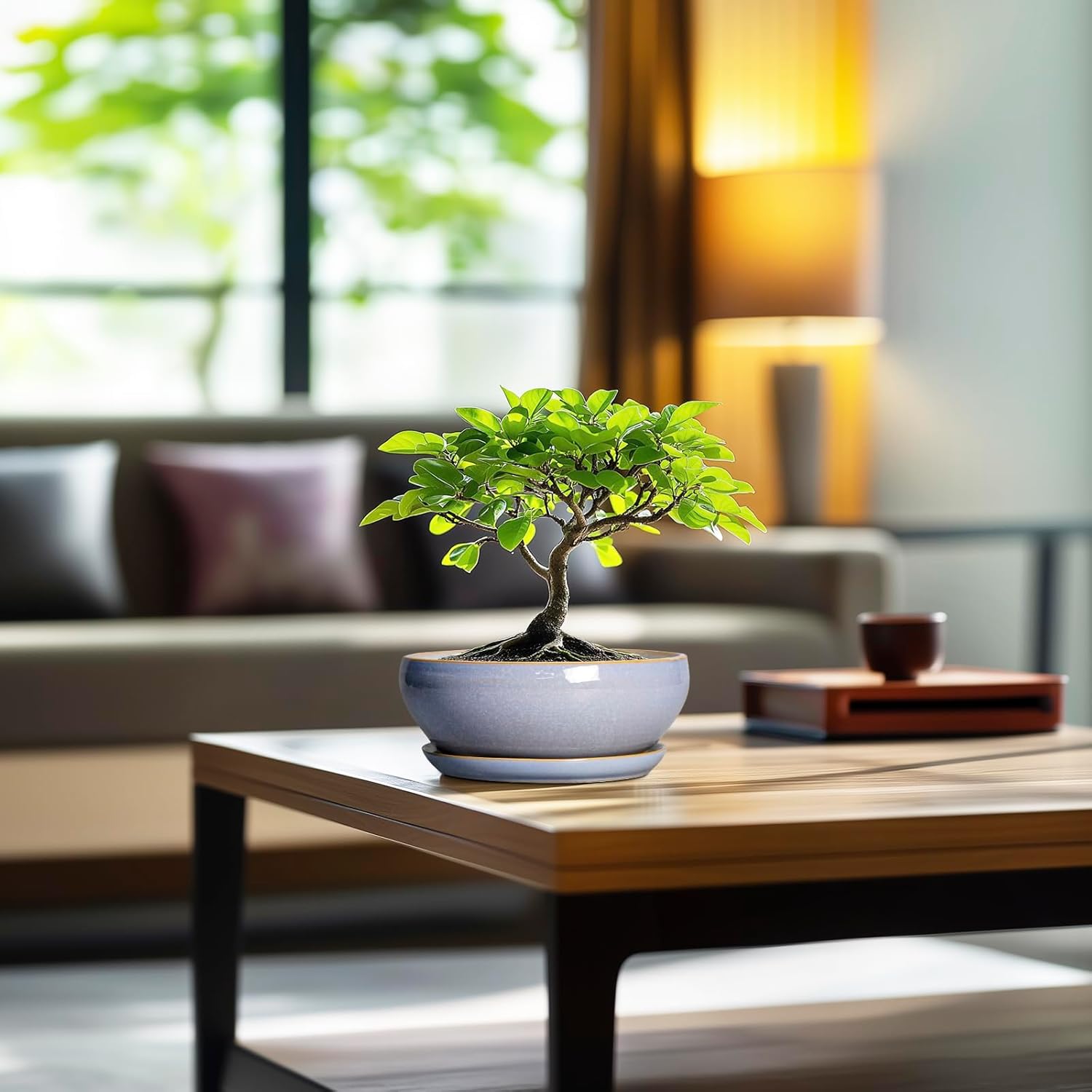 SQOWL Bonsai Tree Pots Small - 6 Inch Ceramic Succulent Planters with Drainage Hole and Saucer, Shallow Pot for Indoor Outdoor, Round Cactus Planters, Living Room Decor, Gifts for Plant Lover, Blue