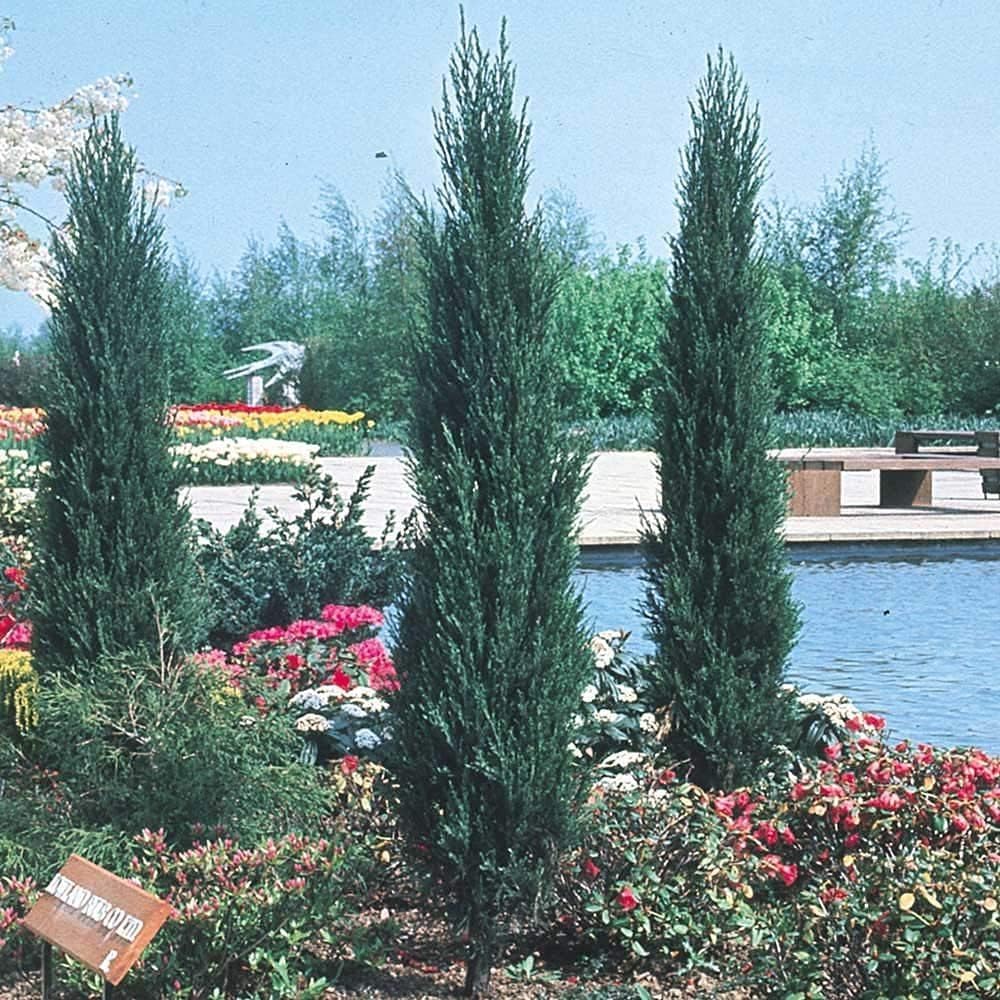 Skyrocket Juniper | 2 Live Gallon Size Trees | Juniperus Scopulorum | Drought Tolerant Cold Hardy Formal Upright Evergreen Plant