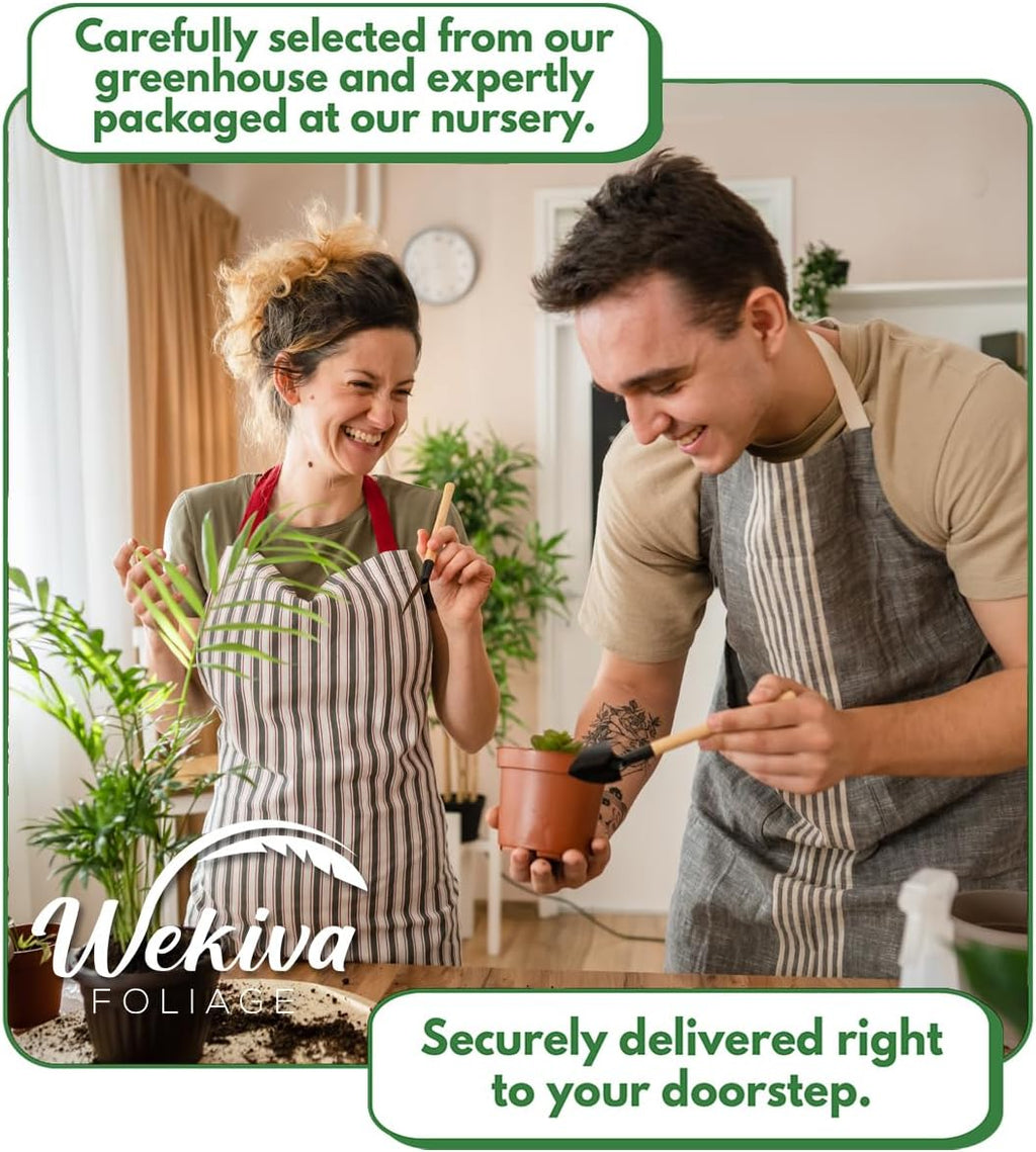 Vanilla Bean Plant - 4 Live Starter Plants - Vanilla Planifolia - Exotic Vining Orchid for Home and Tropical Garden