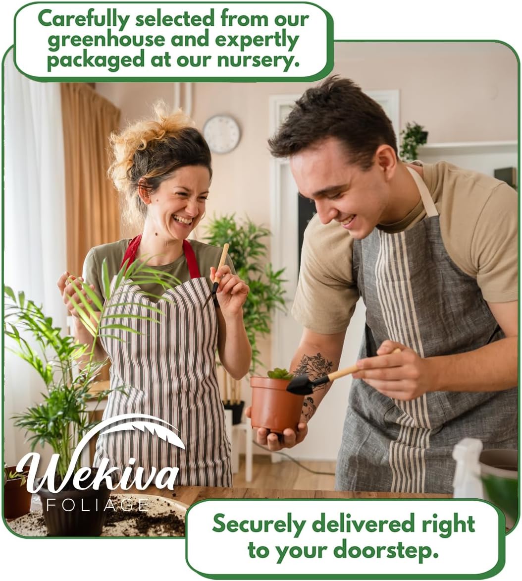 Olympian Fig Tree - 4 Live Starter Plants - Ficus Carica - Edible Fruit Tree for The Patio and Garden