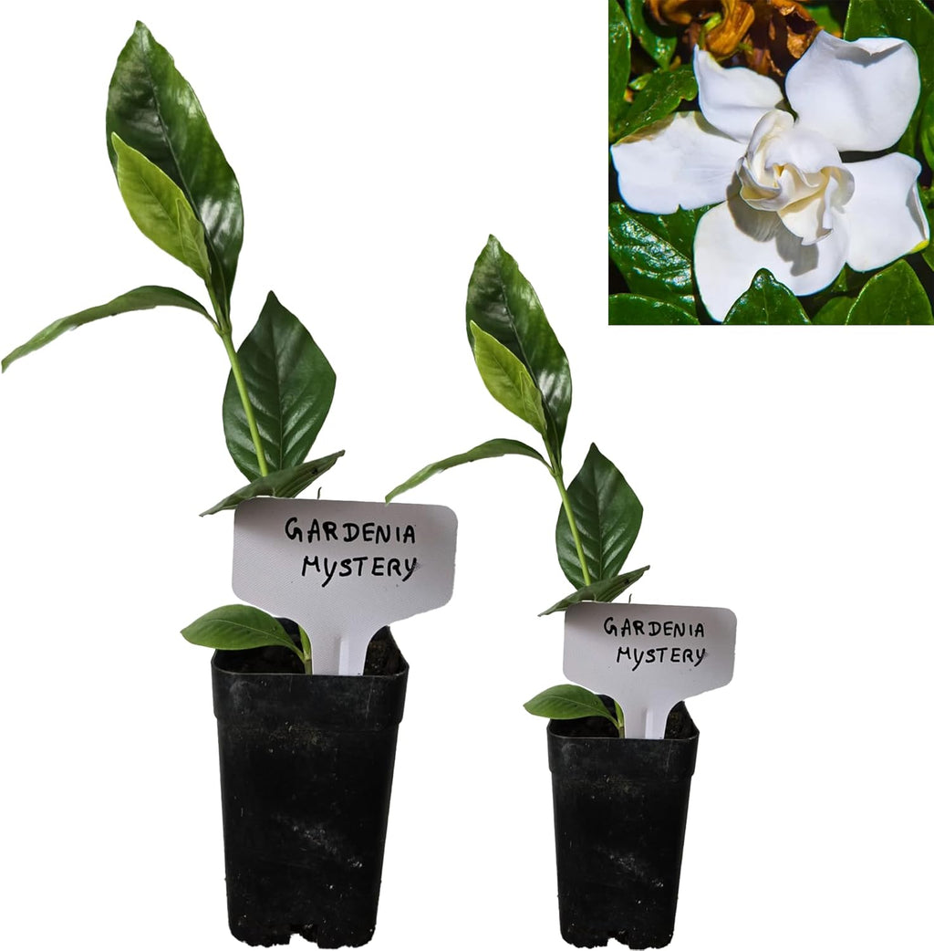 Gardenia Mystery - Gardenia Jasminoides. Hardy Evergreen Shrub with Large, Sweetly Fragrant White Flowers, Ideal for Landscaping and Container Gardening (2 Gardenia Mystery Plants in Cup)