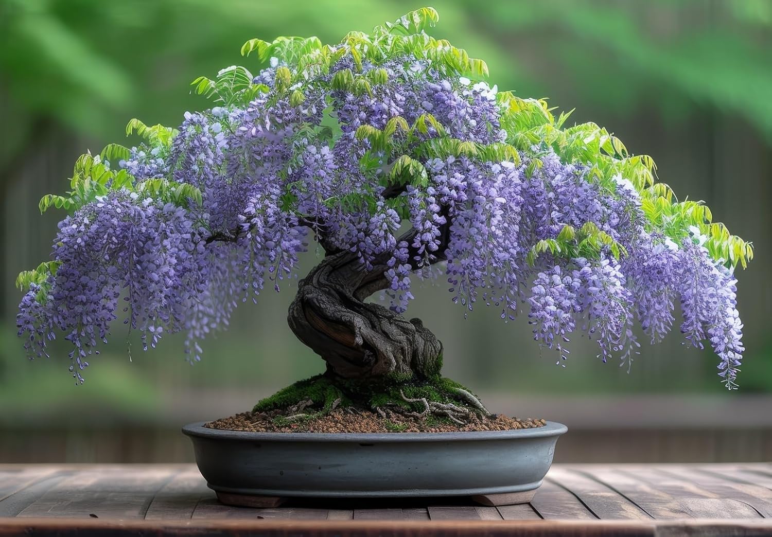 Chinese Wisteria Bonsai Tree Seedling for Planting - 1 Year Old Well Rooted Seedling