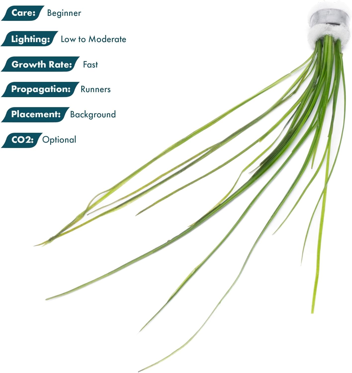 Live Plant - Tall Grass, Vallisneria Nana - Easy Care, Low to Moderage Light, Bright Green Accent, Freshwater Aquatic Plant for Aquascaping - Lead Bunch