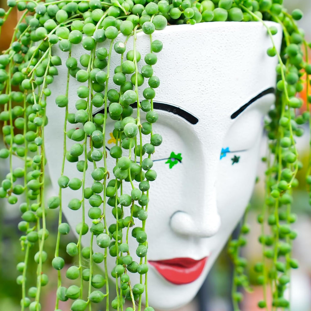 4" String of Pearls with White Stripe Pot, Live Trailing Succulent House Plant for Home Office Wedding Hanging Decoration, DIY Projects, Party Favor