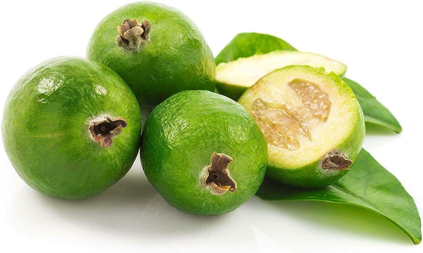 Pineapple Guava Plant - 1 Live 4 Inch Plants - Feijoa Sellowiana - Edible Flowers and Fruit