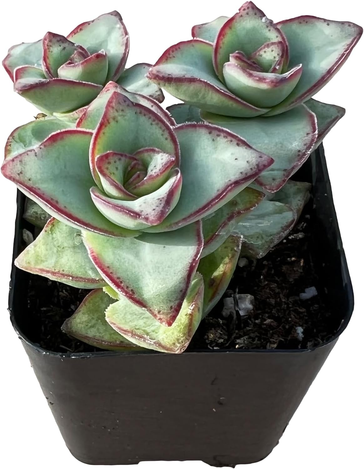 Sprout N Green Crassula Perforata subsp. Perforata in 2 inch Starter Pot, Rare Live Succulent Plant Fully Rooted, Home Office Indoor Outdoor Wedding Decoration DIY Projects Party Favor