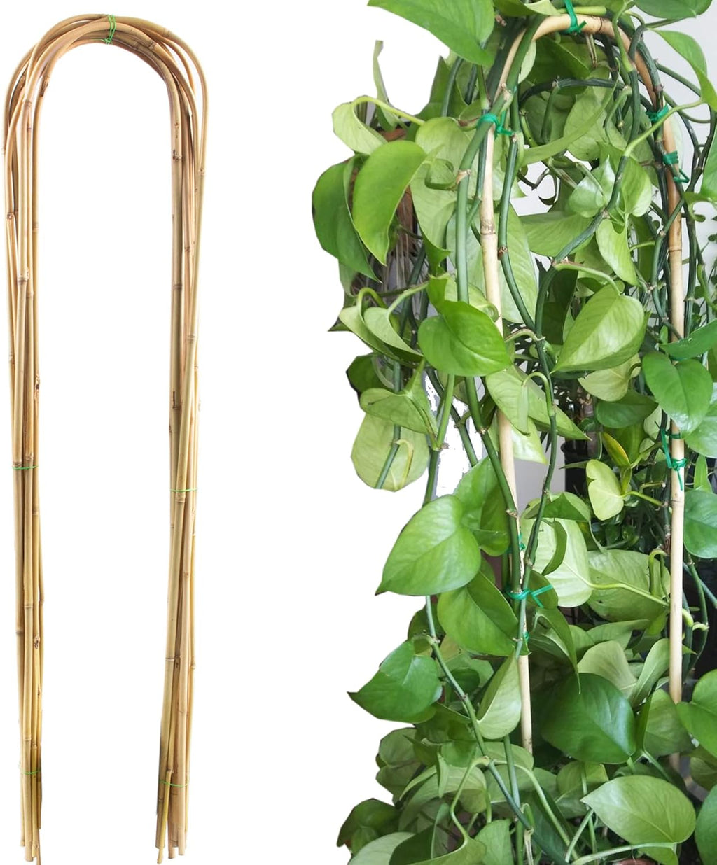 Avalution 10 Pcs Natural U-Hoops Bamboo Garden Trellis, 4 Ft Bamboo Trellis U-Shape Plant Support for Climbing Plants Indoor and Outdoor Use