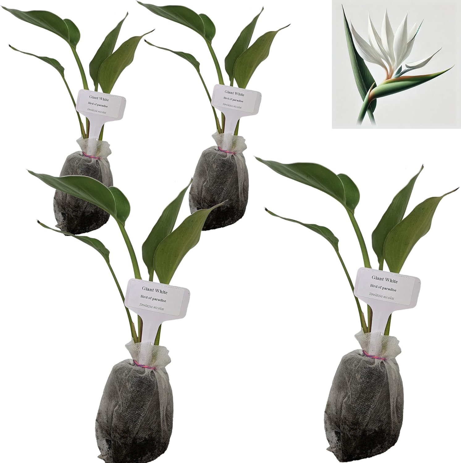 Bird of Paradise - White - Strelitzia Nicholai. (4 White BoP in Sac)