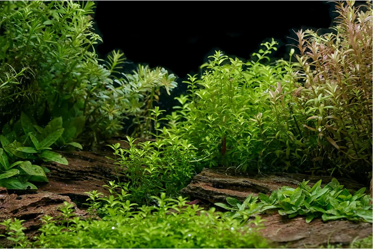 Aquarium Background Underwater Green Grass Leaves Stone Aquarium Backdrop Vivid and Fresh Green Aquatic Plant Stone River Bed and Lake Fish Tank Background Decor Vinyl 72x16in