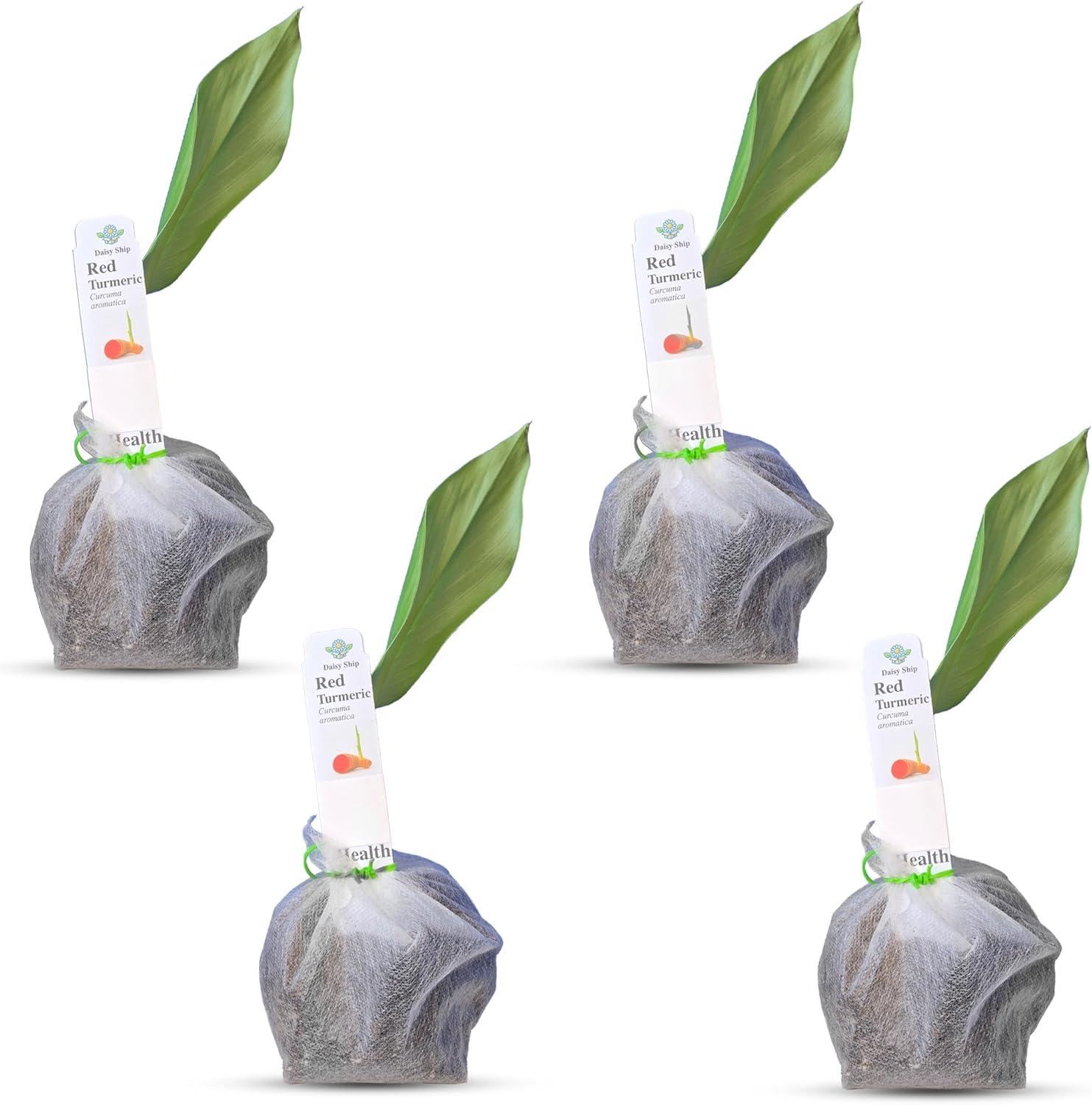 Live Red Turmeric Plants (Curcuma Longa) - Healthy Rhizome and Plant for Home Gardening & Medicinal Use (4 red Turmeric Bags)